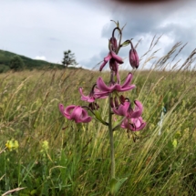 Les Crêtes lys Martagon 7 juillet (7)