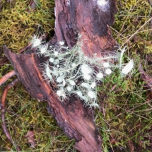 Usnea florida